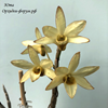 Dendrobium moniliforme kokan